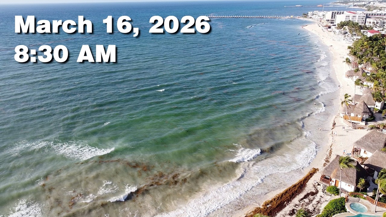 Daily Sargassum Sargasso Seaweed Report at Playa del Carmen, Mexico - March 16, 2026 #sargassum
