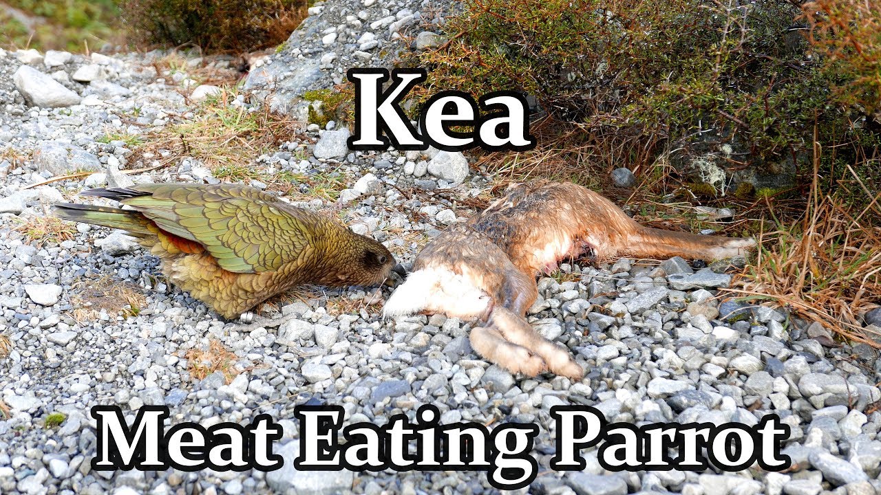 Kea Parrot - A Meat Eating Alpine Parrot in New Zealand