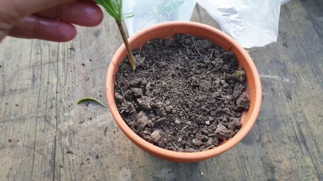 LAVANTA NASIL ÇOĞALTILIR ? , ÇELİKLE ÇOĞALTMA YAPIMI , HOBİ BAHÇESİ VİDEOLARI