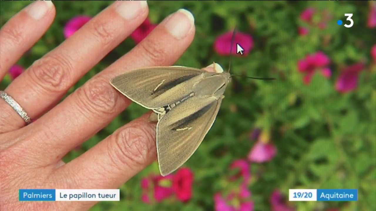 Le Paysandisia archon, un papillon qui dévore les palmiers