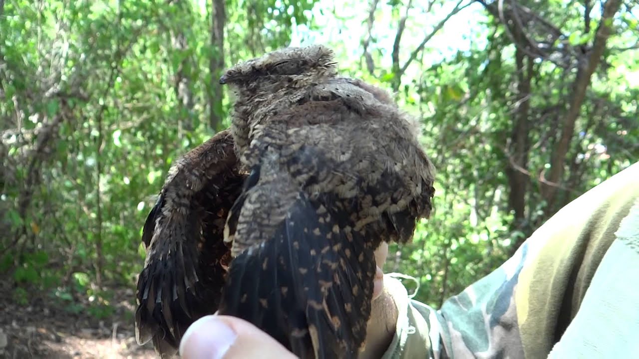Nyctidromus albicollis - Common Pauraque (young pigeon, chick)
