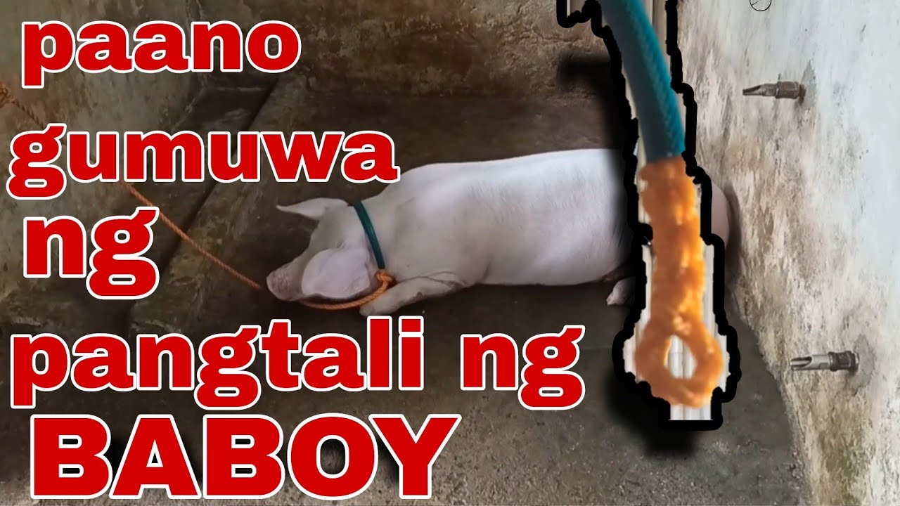 paano gumawa ng pangtali ng baboy