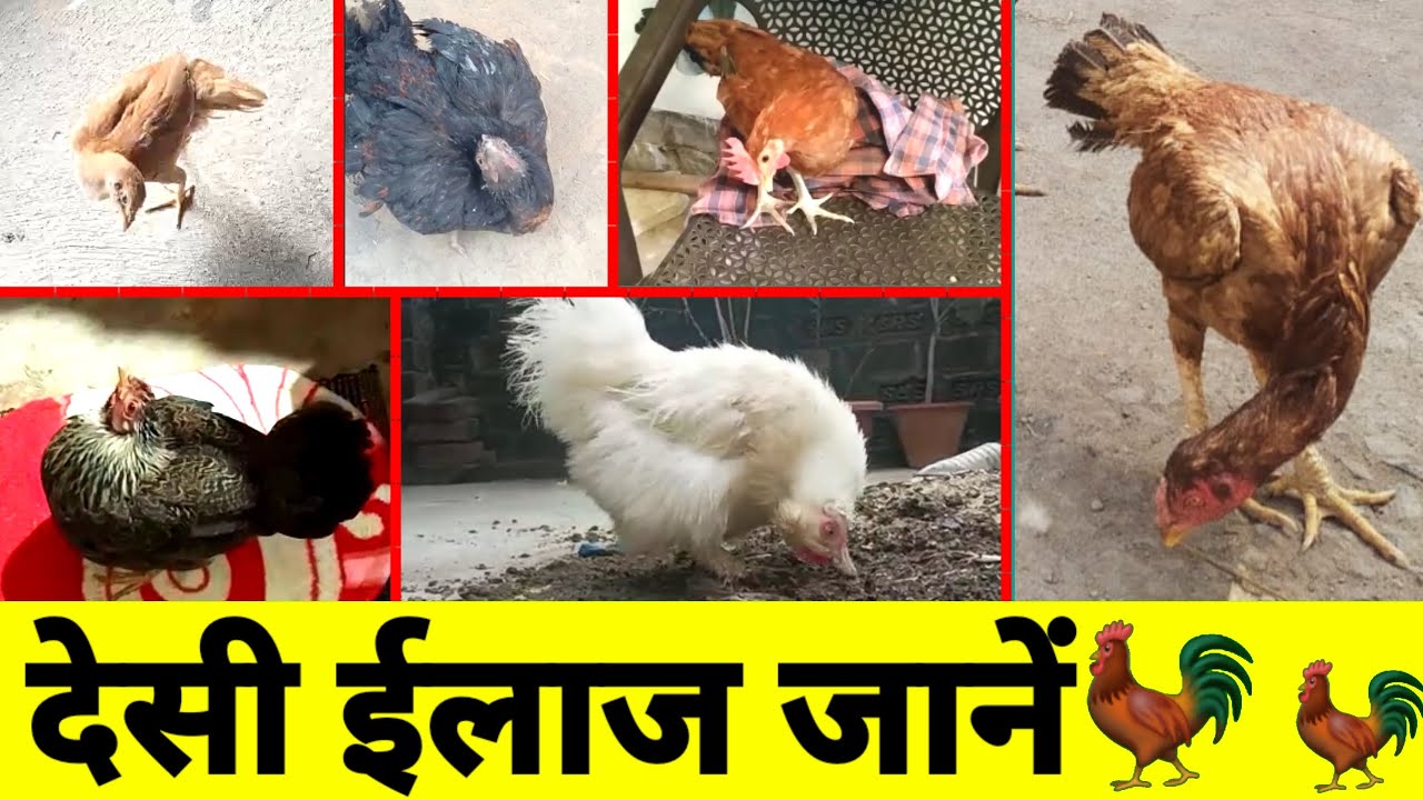 murgi ki gardan tedi hona!!murgi ki gardan tedi hona!!murgi ki gardan ki bimari!!desi murgi palan!!