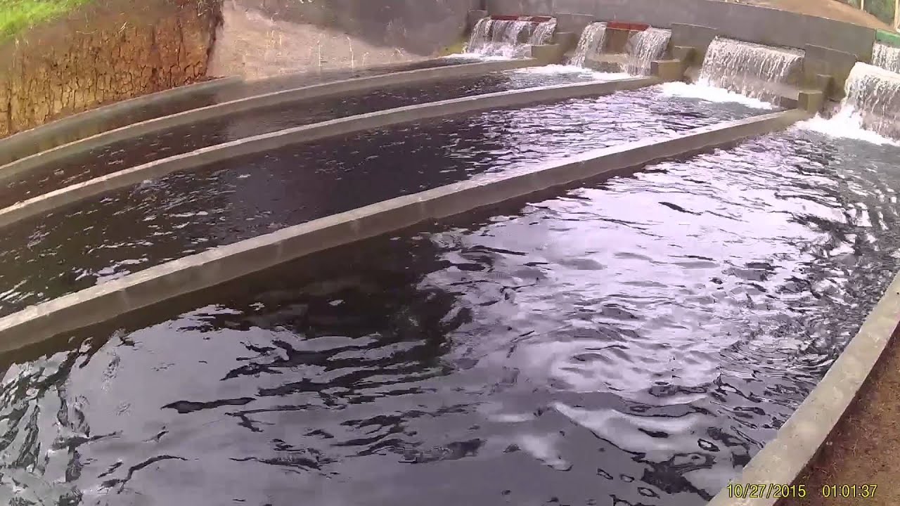 En los zapatos de UN PISCICULTOR 14 de febrero 2016