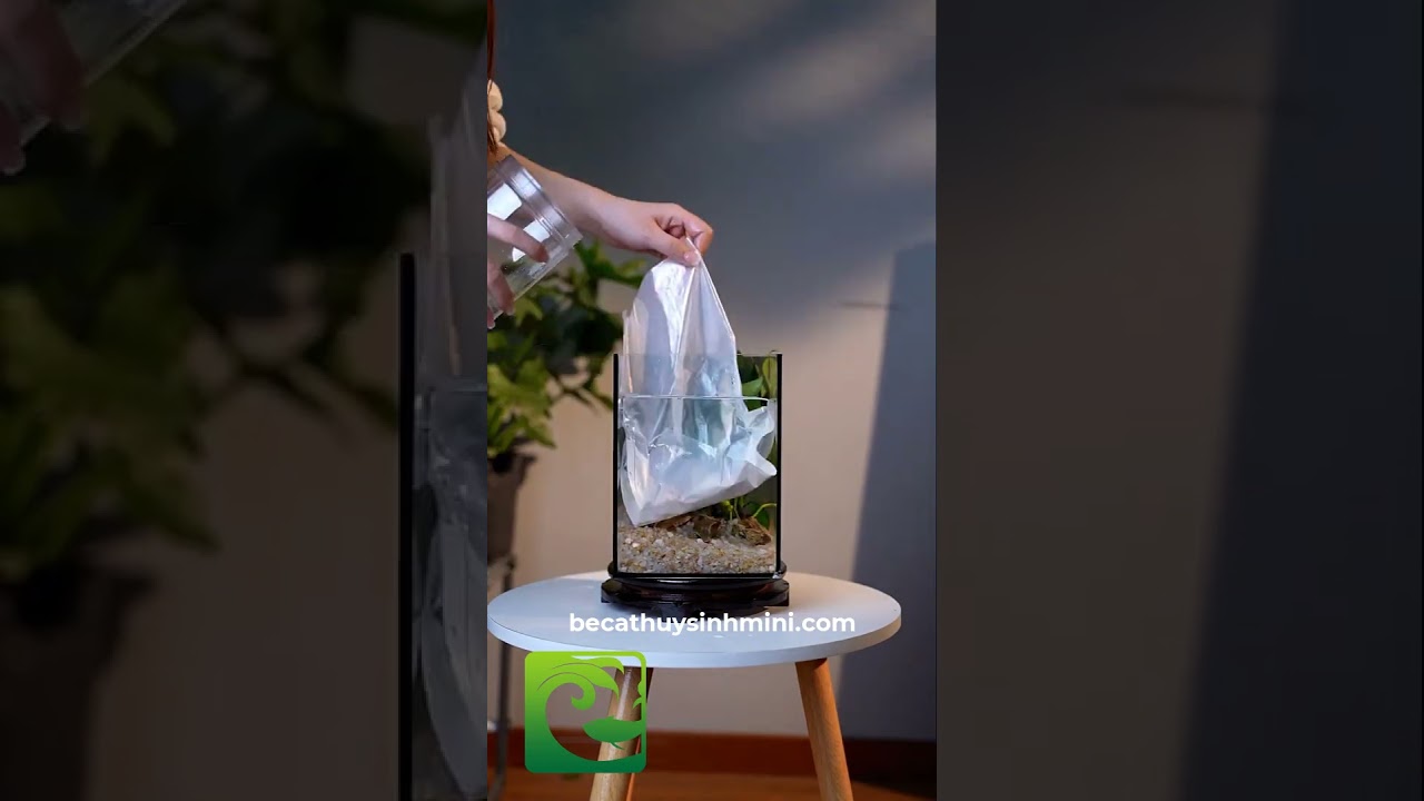 Các bước làm bể cá mini để bàn - Bể thủy sinh mini đẹp - Cách làm bể thủy sinh đơn giản 