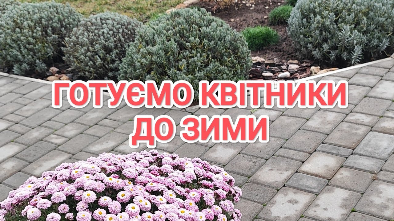 Прогулянка грудневими квітниками. Підготовка рослин до зими