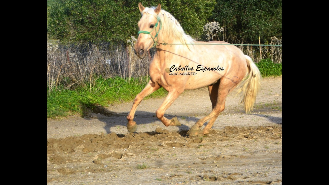 Traumhaft schöner PRE Palominohengst
