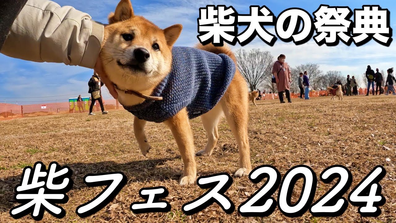 【柴フェス2024】柴犬の祭典！柴だらけのドッグランが最高すぎた