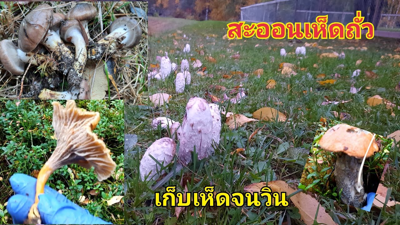 Ep.21 เก็บเห็ดถั่วฝรั่งจนวิน  27.9.20 #Heimammaมาดามสายป่าขาดง