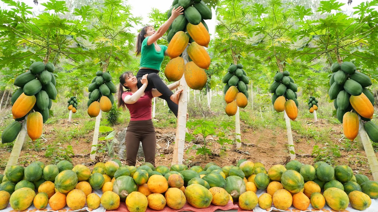 Many Fruits from the Countryside are Harvested by Vietnamese girls and taken to the market to sell