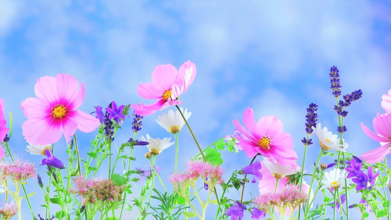 Uitgroeien tot een bloem