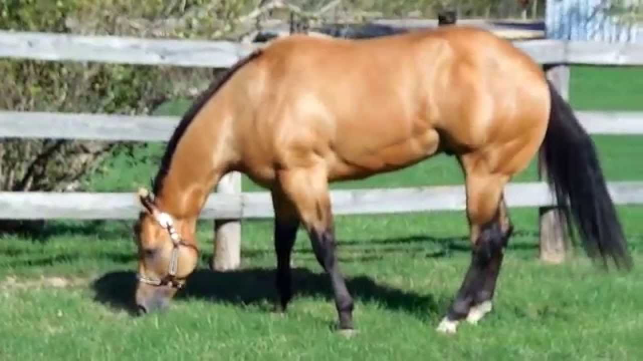 For Sale: Big League Buckskin Halter Stallion ~ Hypp NN
