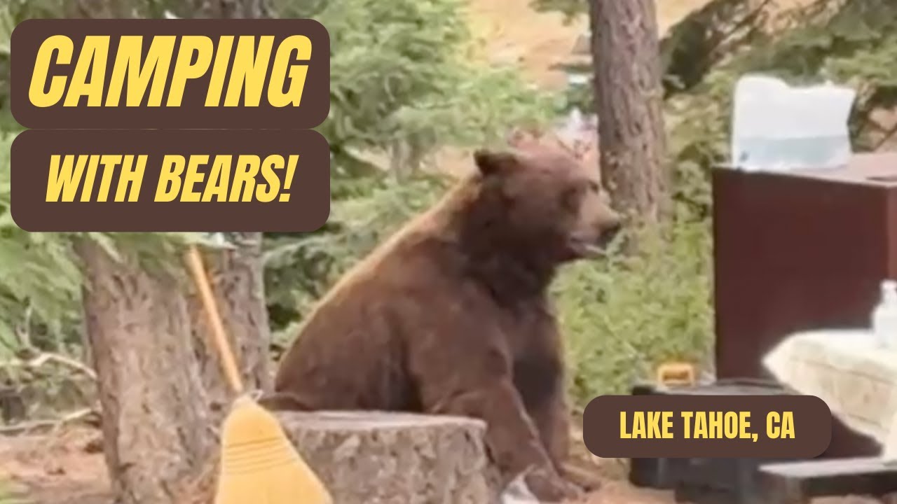 Camping in Lake Tahoe 🏕️ | Bear Encounters, Epic Hikes & Scenic Bike Trails!