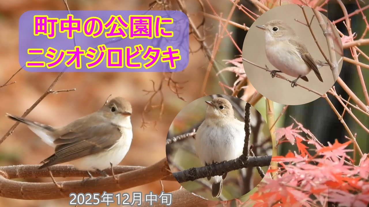 サービス旺盛ストレッチなどの可愛らしい仕草を見せたニシオジロビタキ　オスメスの違いや特徴など　他