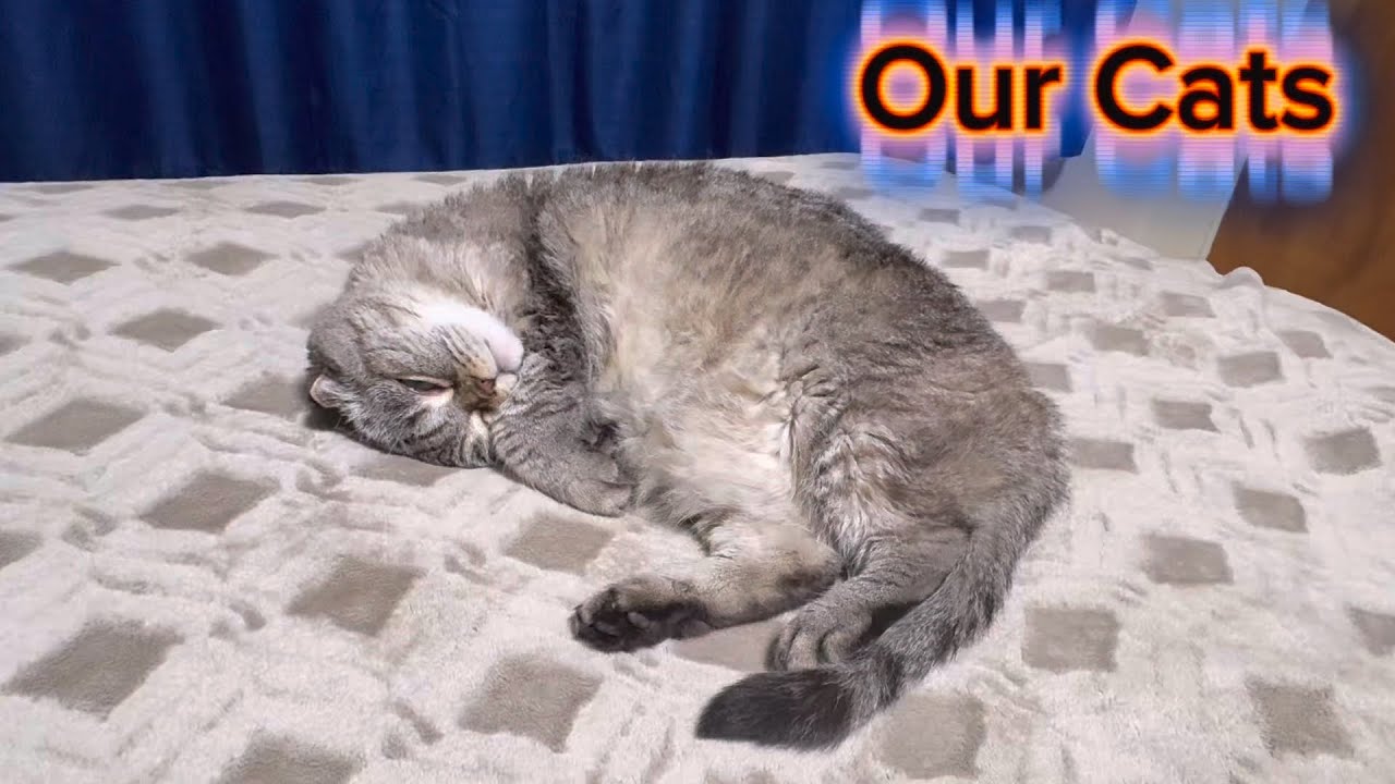 Our Sweetest Cats 😻