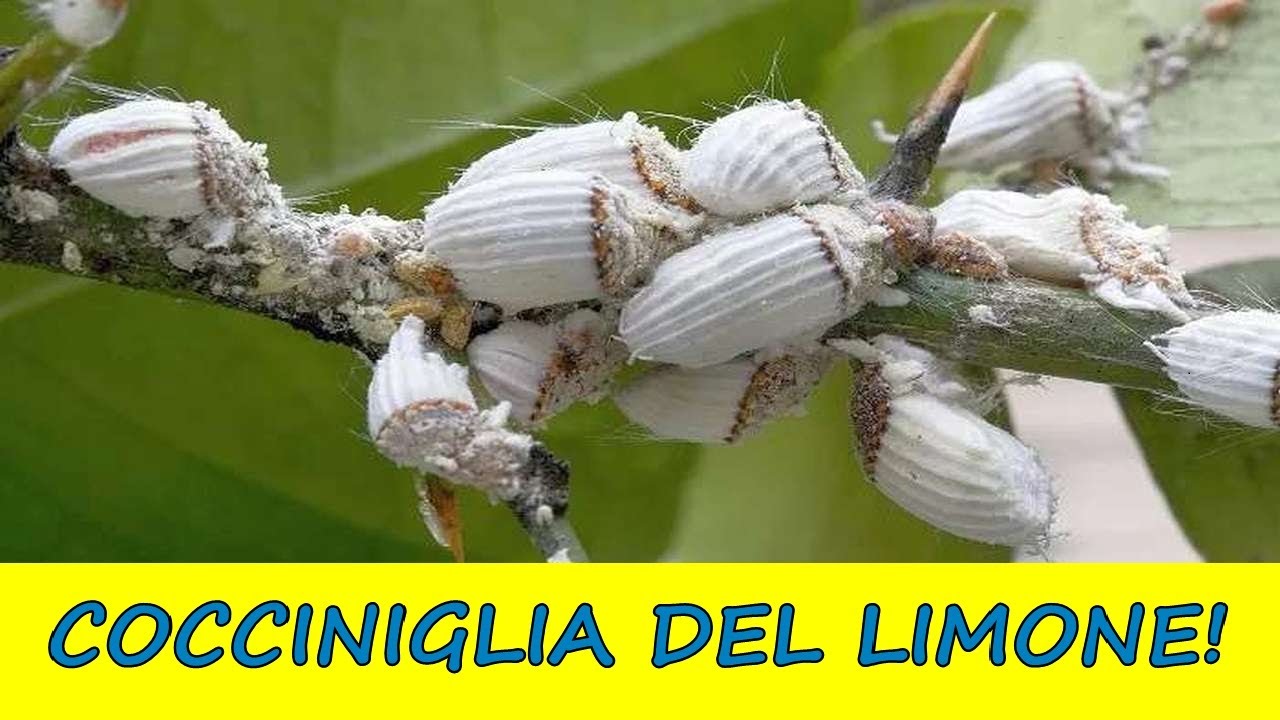 Come eliminare la COCCINIGLIA COTONOSA dal LIMONE in modo naturale!