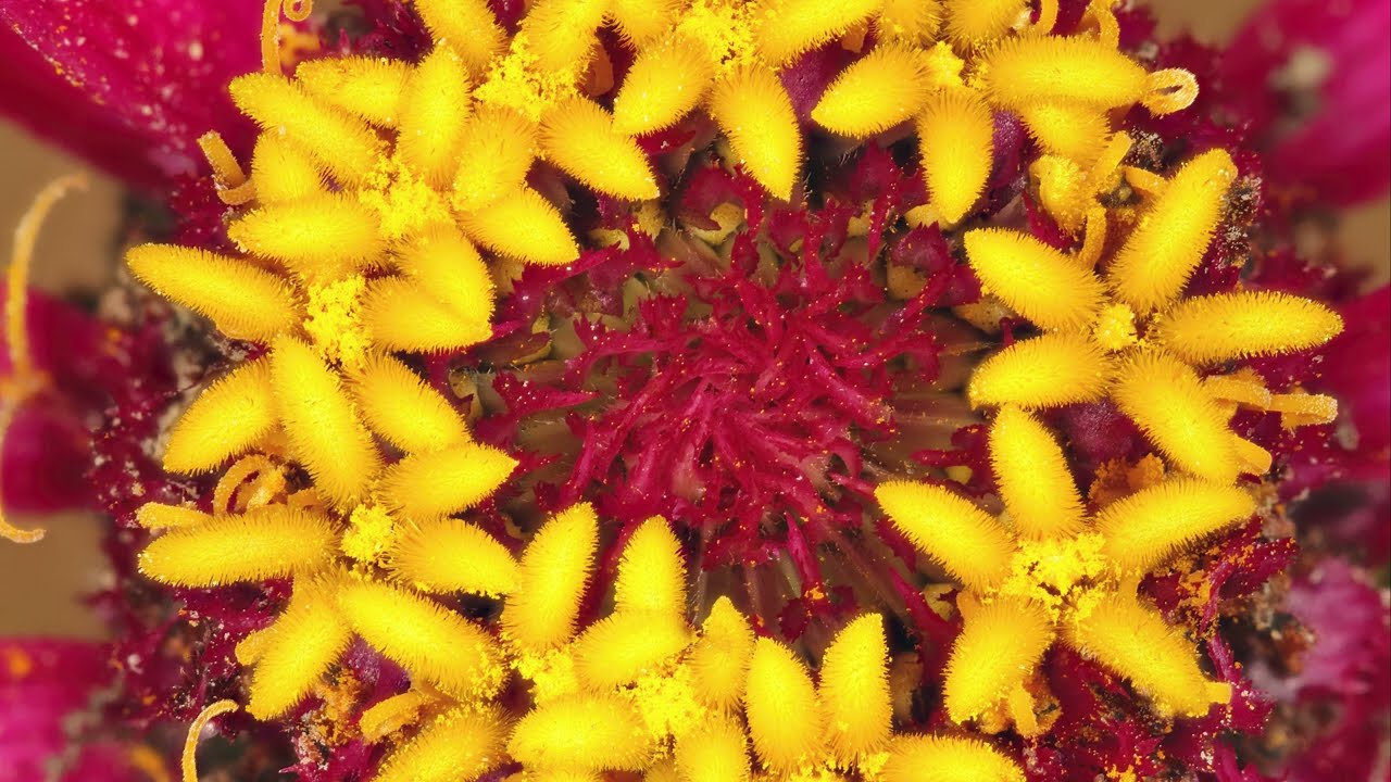 Macro No 1