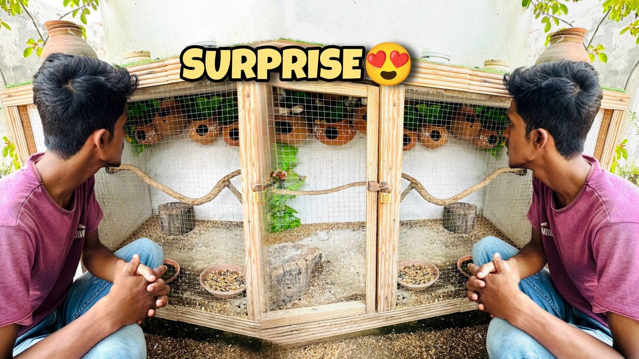 Zarar Ko Finch Babies Ka Surprise Dediya😍😂