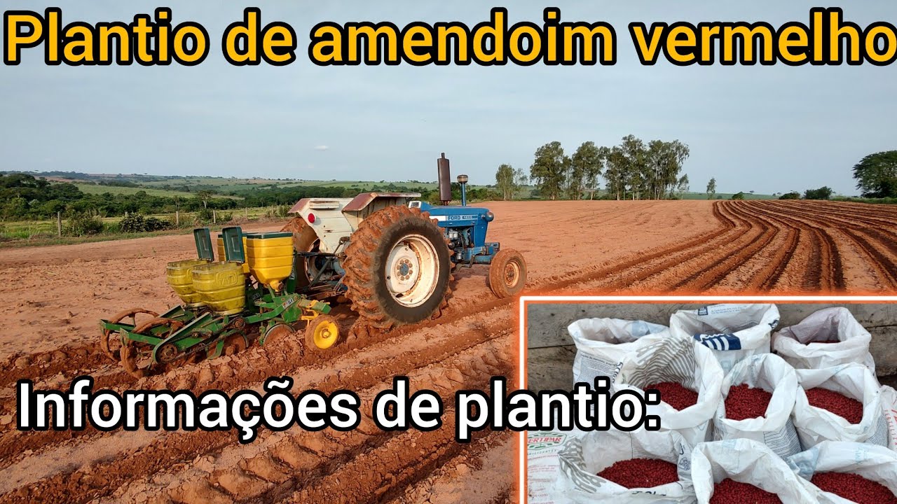 Plantio de amendoim vermelho | Como plantar e regulagens da semeadeira Tatu T2SI e Ford 4600