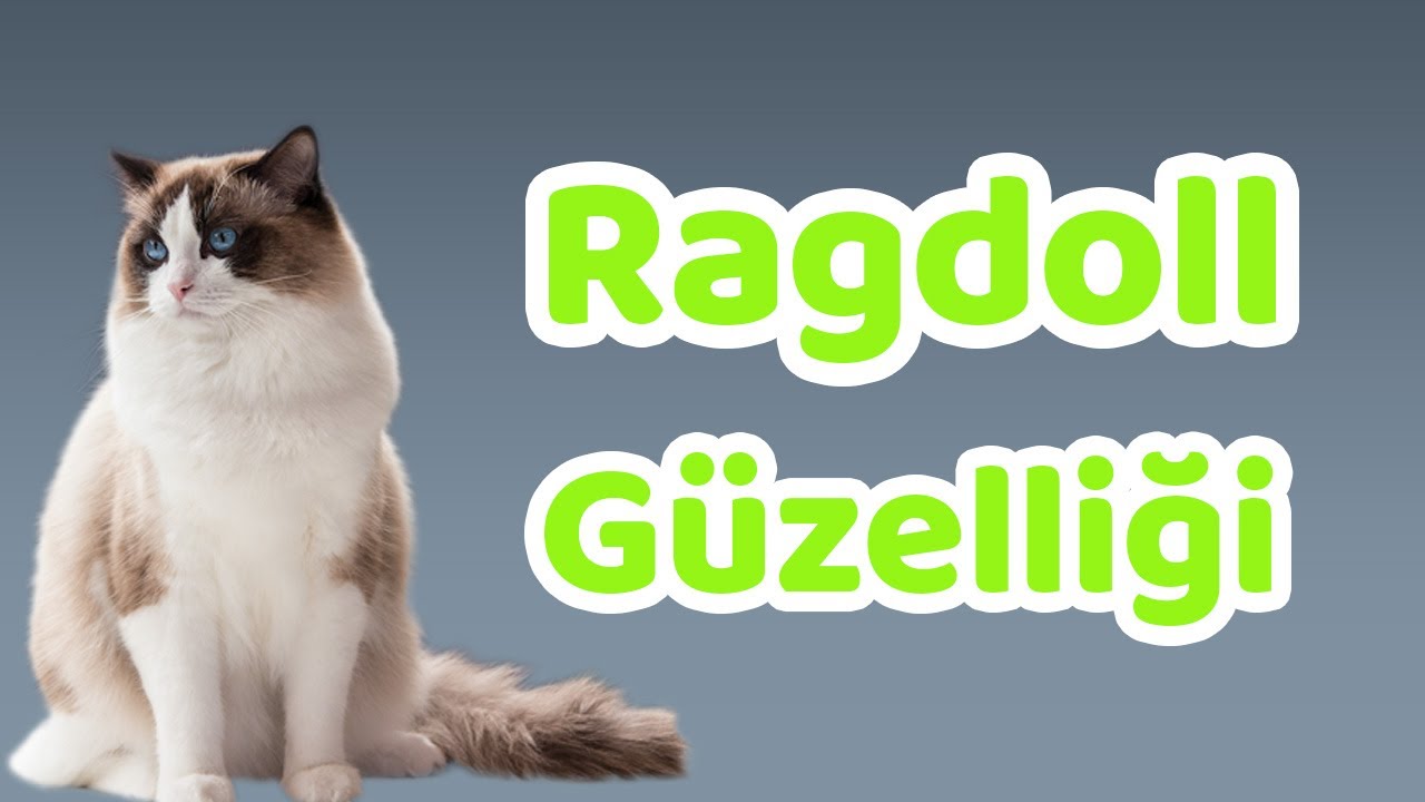 Ragdoll Karakteri, Yaşam Koşulları, Çocuklarla İletişimi ve Bakımı