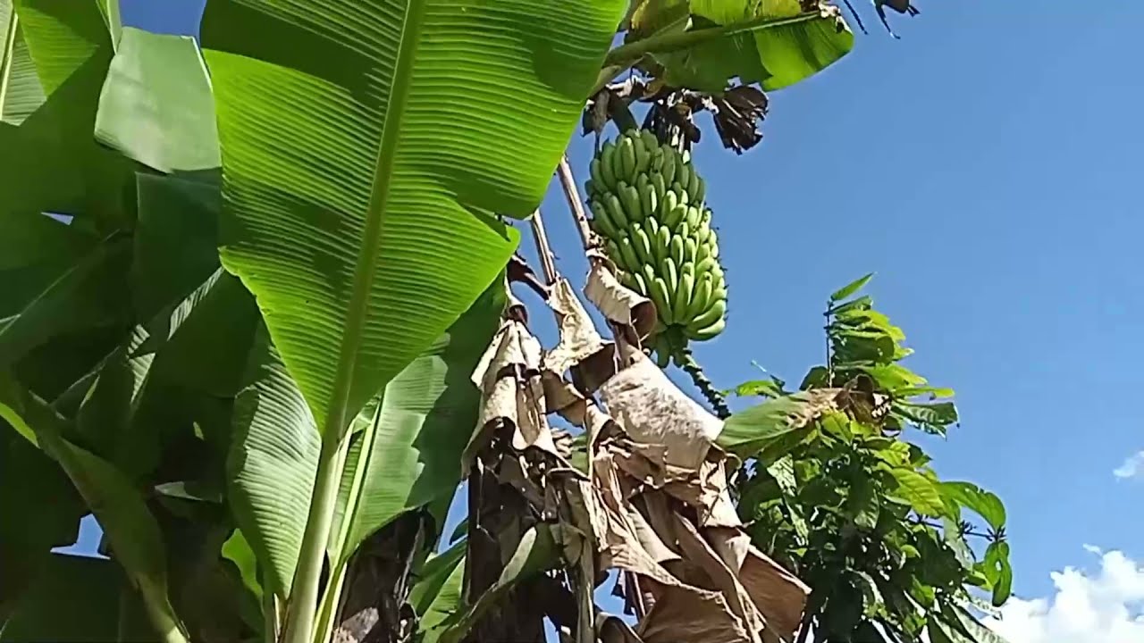 como limpiar una planta de plátano, guineo o banano!!!!