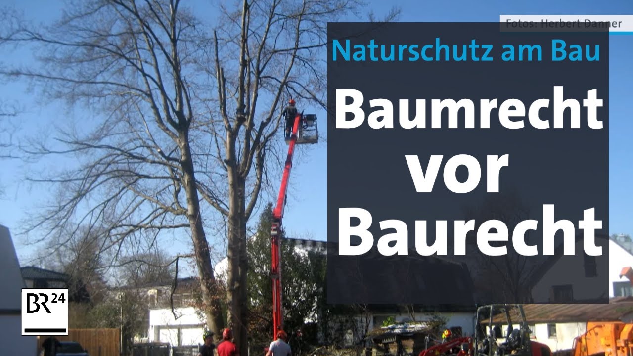 Naturschutz: Baumrecht vor Baurecht | Abendschau | BR24