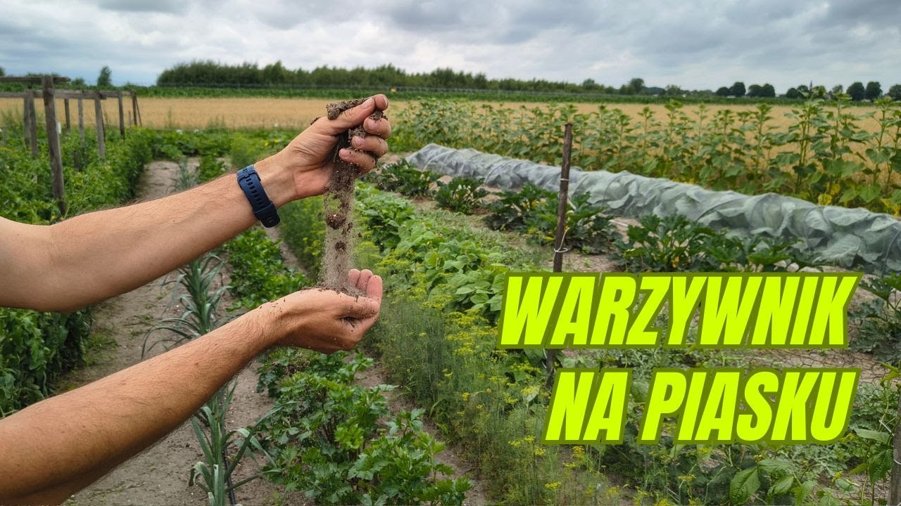 Nie poddawaj się! Uprawa warzyw na piaszczystej glebie JEST MOŻLIWA!