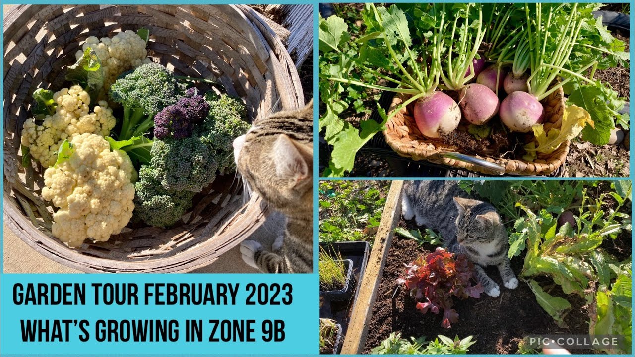 Garden Tour February 2023 | What’s growing in zone 9b | Organic gardening