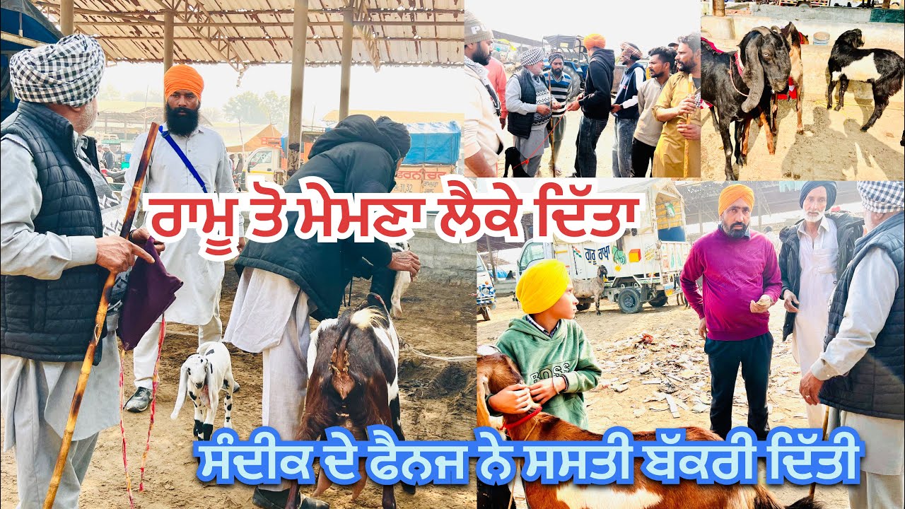 ਸਦੀਕ ਨੇ ਬੱਕਰੀਆ ਤੇ ਬੱਕਰੇ ਦਾ ਸੋਦਾ ਕਰਵਾਇਆ#bakramandi #naveedkhangoatfarm #goatfarming #nkfarm 