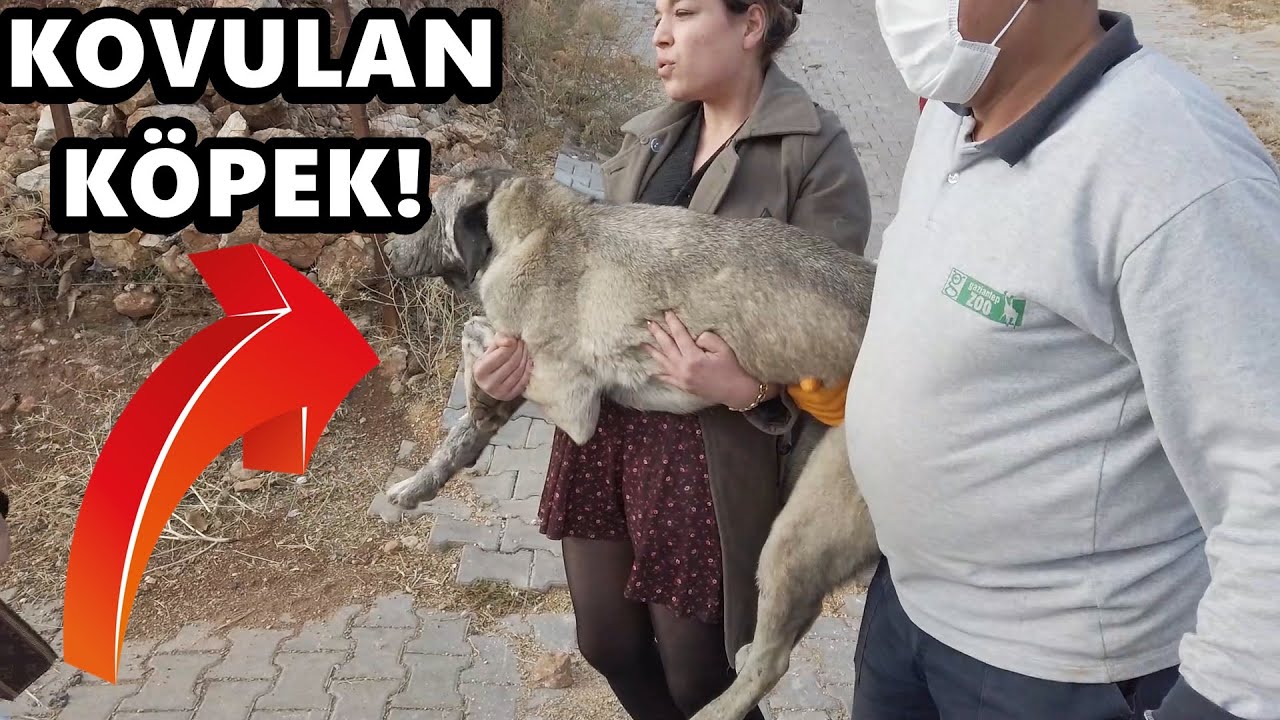 KÖPEKLERİ KOVDULAR! Yavru Köpekleri Topladık!