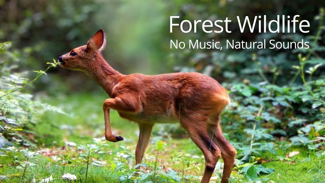 Beautiful European Forest Wildlife | 5 Years of Trail Camera Footage (Natural Sounds)