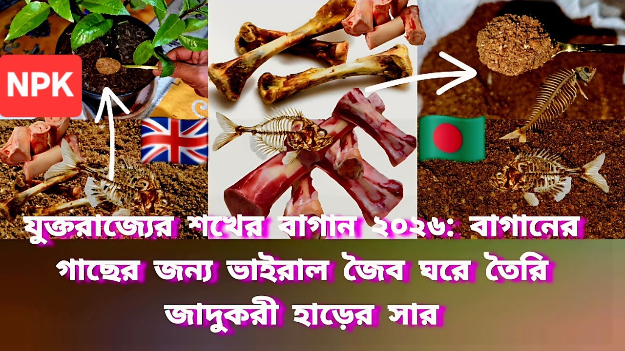 UK Hobby Gardening 2026: Viral Organic Homemade Magical Bone Fertiliser for Garden Plants (NPK)