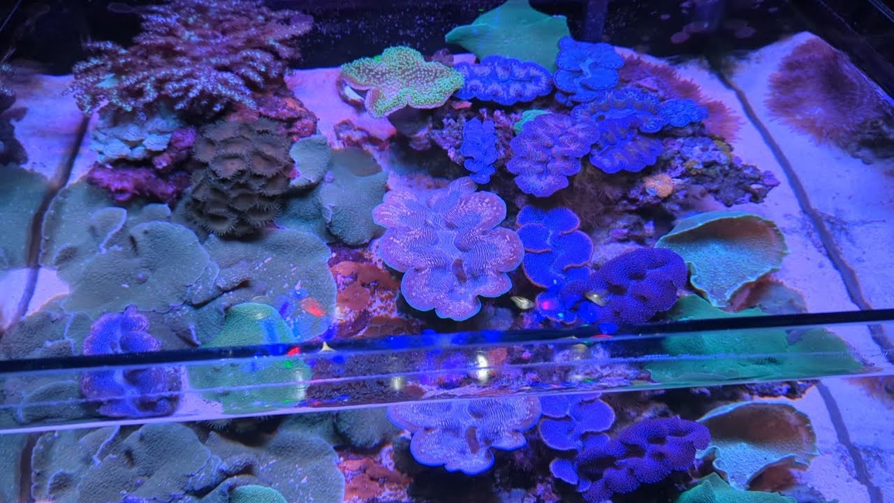 Aquarium laut 60cm, isi kerang kima, pelihara dari kecil, nano reeftank