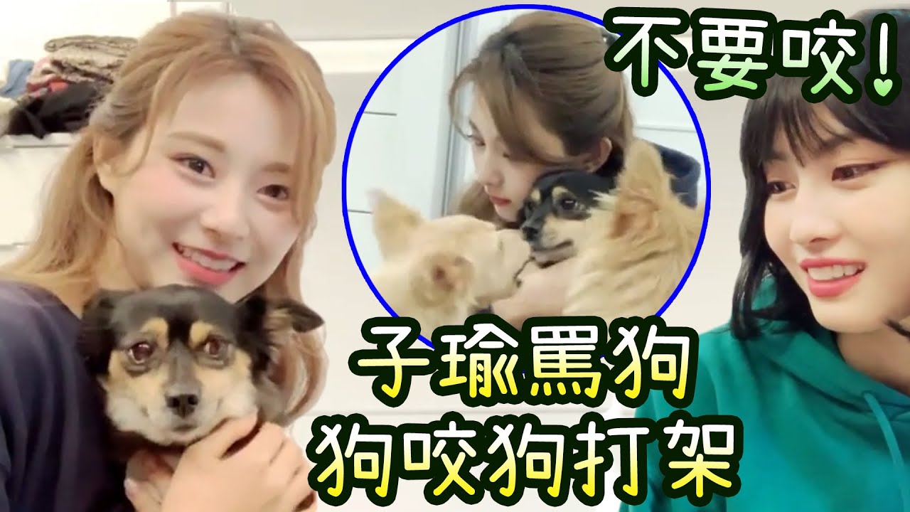 Twice子瑜因狗咬狗而罵狗 兩狗打架場面失控大聲狗叫