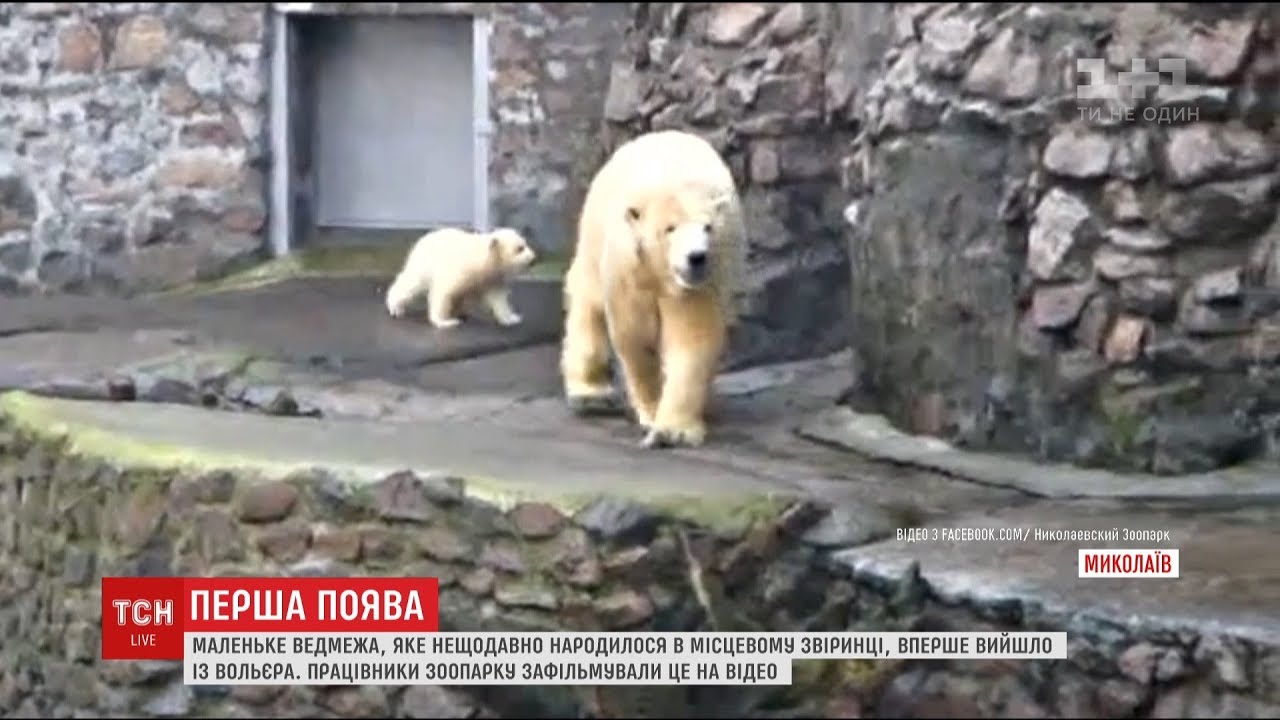 Маленьке біле ведмежа вперше вийшло із вольєра на вулицю в Миколаївському зоопарку