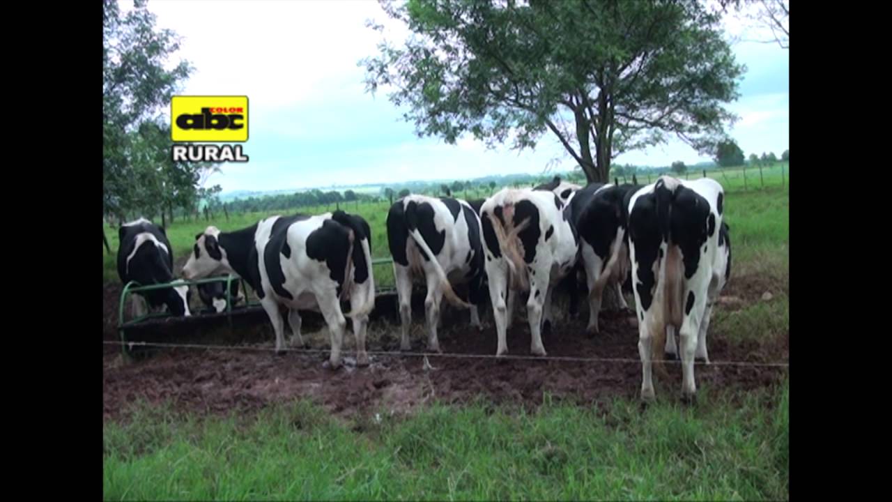 Cama de compost o compost barn