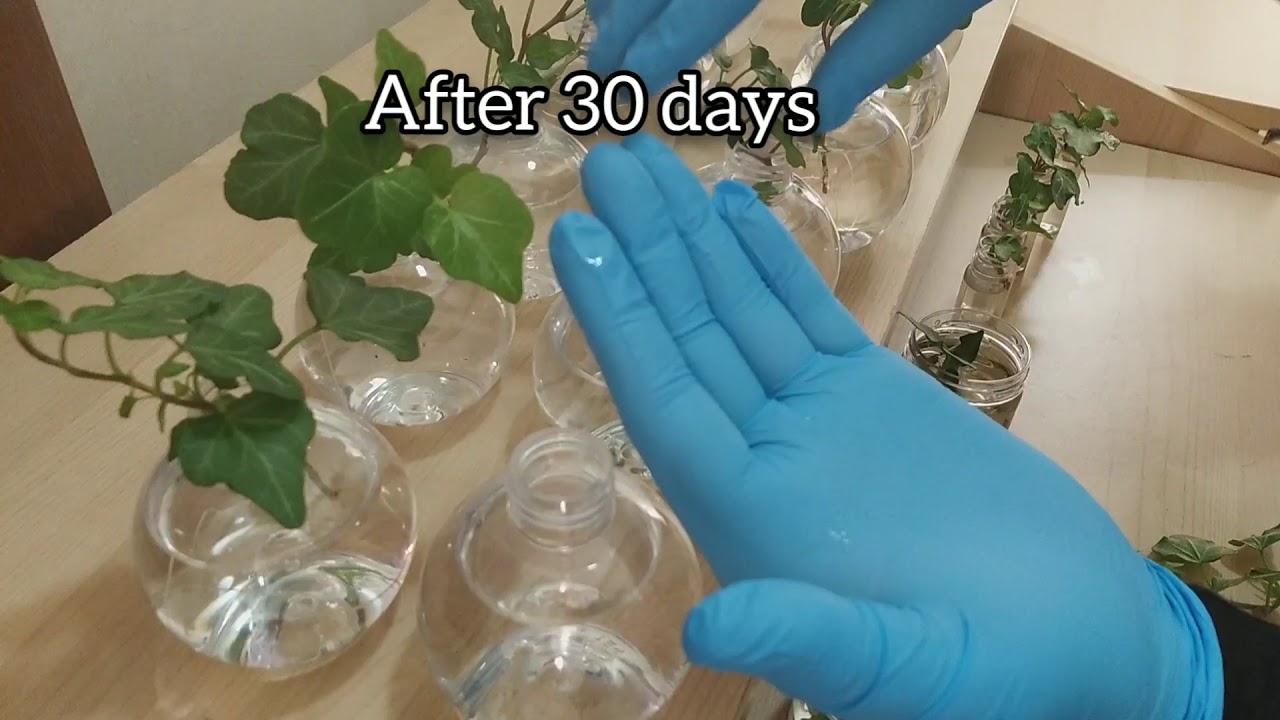 How to propagate Ivy plants in water