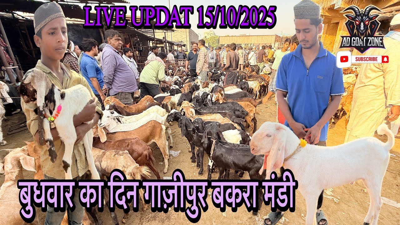 बुधवार का दिन गाज़ीपुर बकरा मंडी 15/10/2025 @ADGoatzone #viralvideo #gazipurbakramandi #goatfarm 