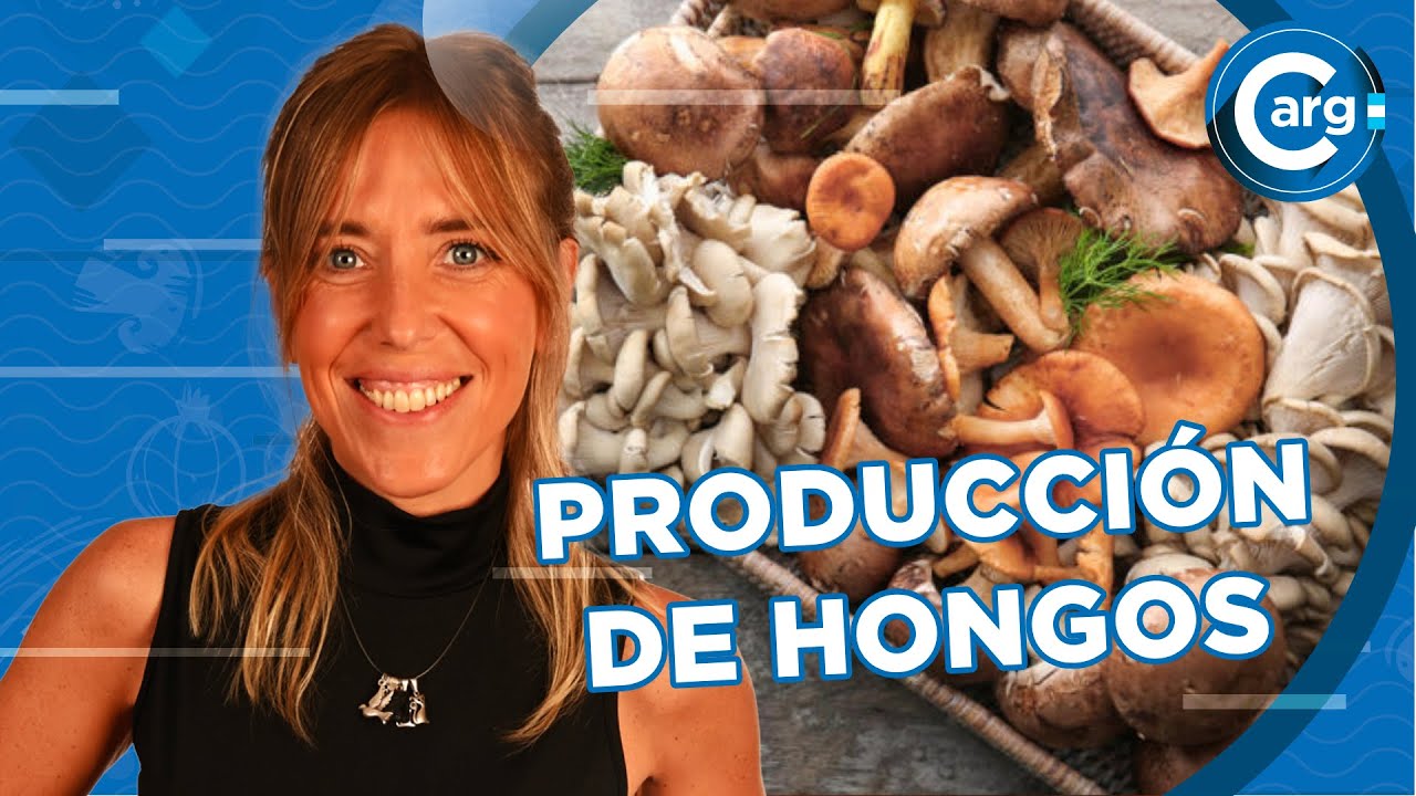 QUÉ SON LOS HONGOS