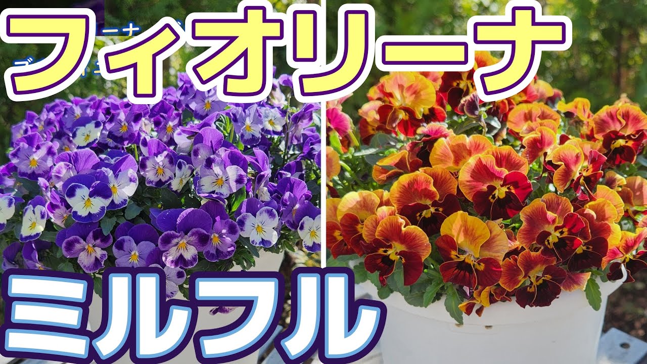 【購入苗】フィオリーナとミルフル。大好きなサントリーフラワーズさんのビオラの魅力をお届けします！
