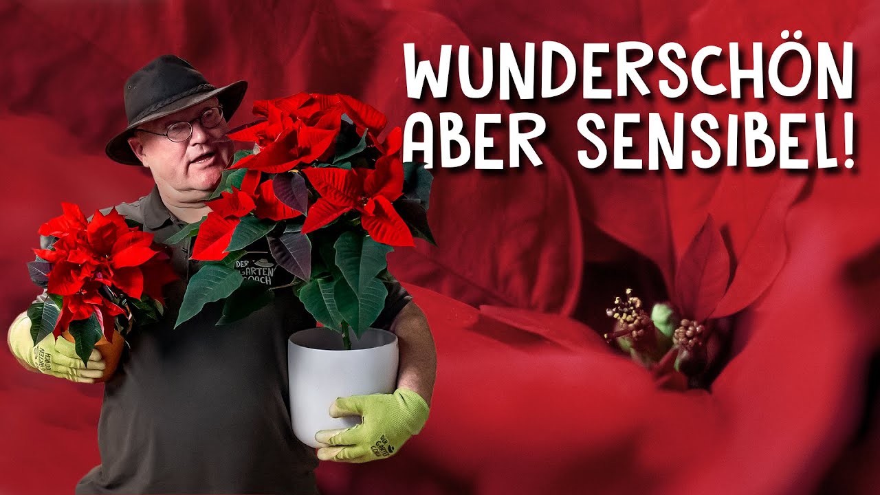 Prachtvolle Weihnachtssterne ⭐️ - auf die richtige Pflege kommt es an