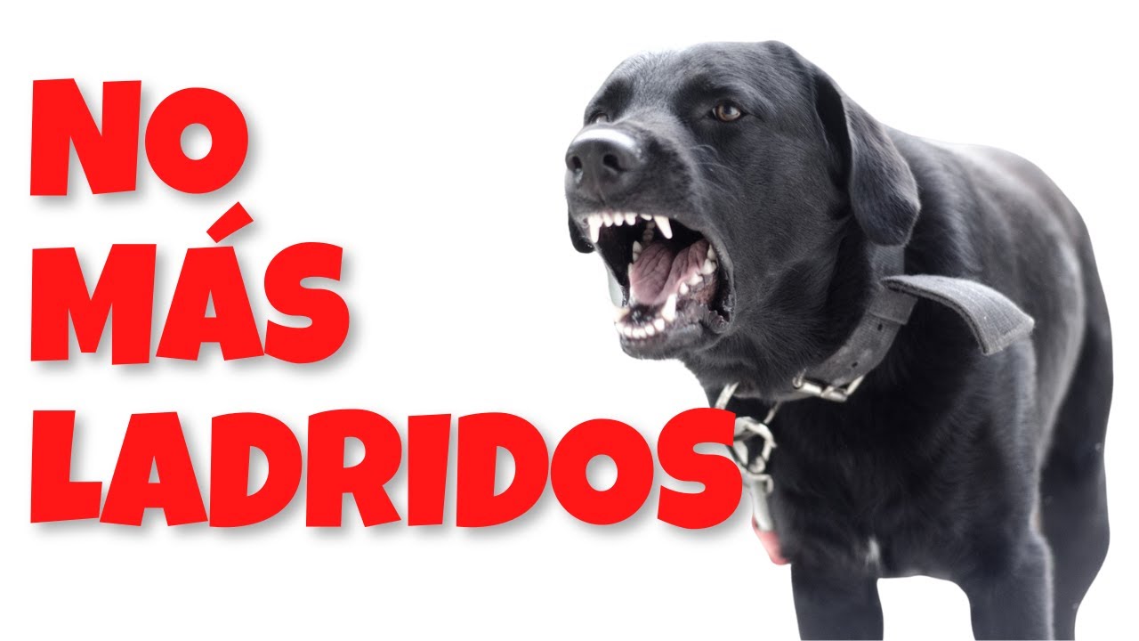 Callar Perros que Ladran con Ultrasonido - Efectivo 100 ✅ - 5 HORAS