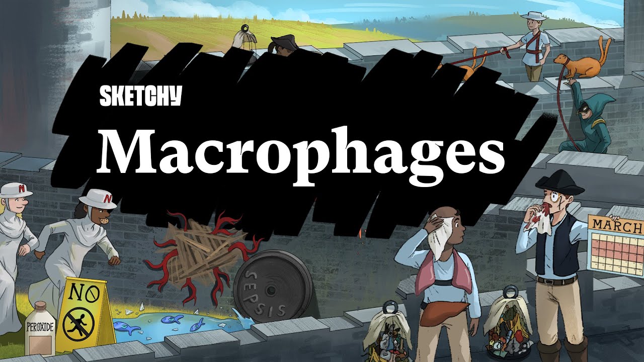 Macrophages: Guardians of the Immune System (Part 1) | Sketchy Medical | USMLE Step 1