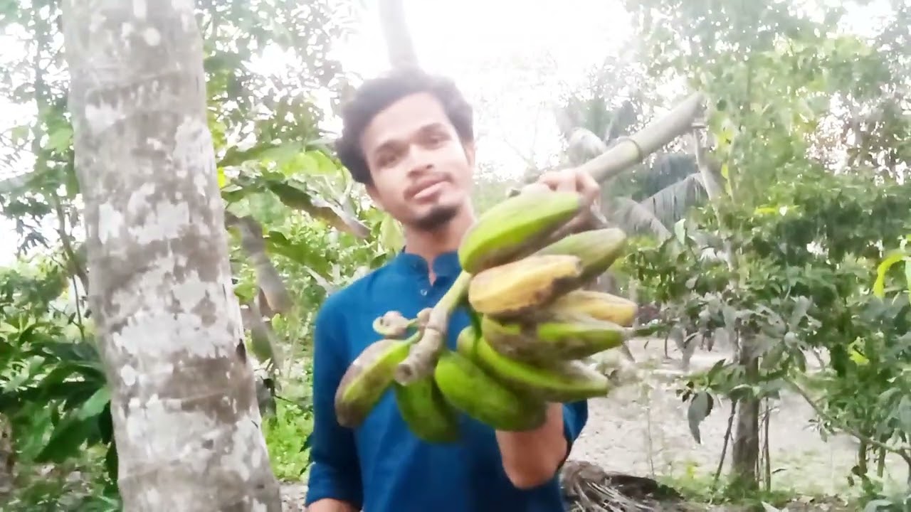 আমাদের বাড়ির পাকা কাচ কলা