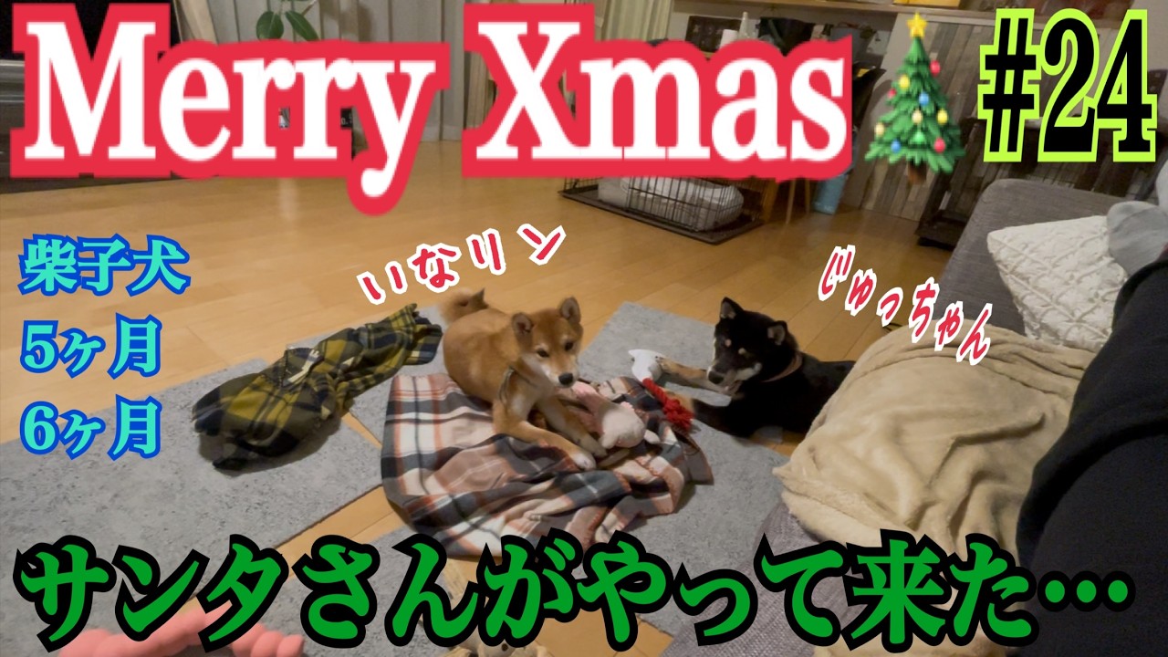 [柴犬いなり＊じゅう]初クリスマス❗️プレゼントもらって大興奮…　＃柴犬＃豆柴＃shibainu #dogshorts #shiba #funny #dog #dogs #犬#癒し#多頭飼い