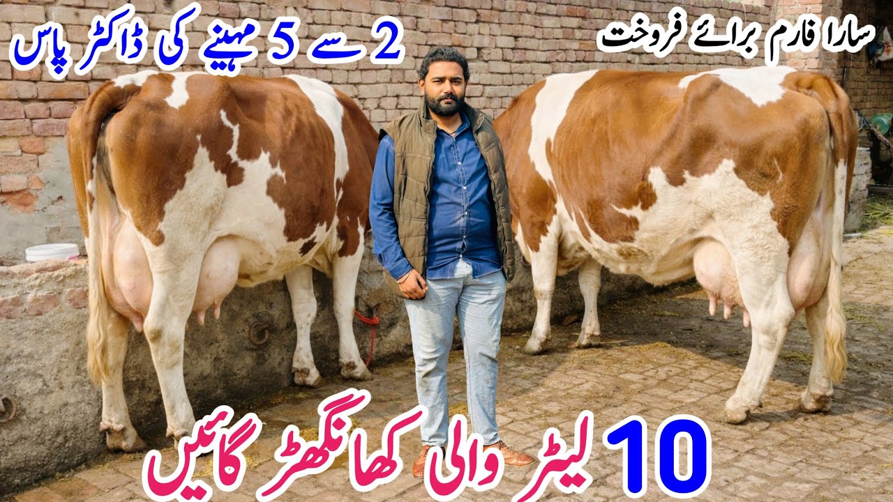 🔥 Sargodha | Red Friesian Cross Cows For Sale in Punjab Pakistan | Top Class Heavy Milking Cows 
