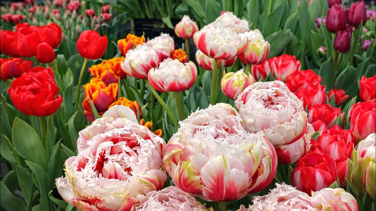 ✅ТЮЛЬПАНИ 2026 🌷 ВІДЕО НА 1000 ПІДПИСНИКІВ | TULIPS NETHERLANDS | HOBAHO | REMARKABLE TULIPS