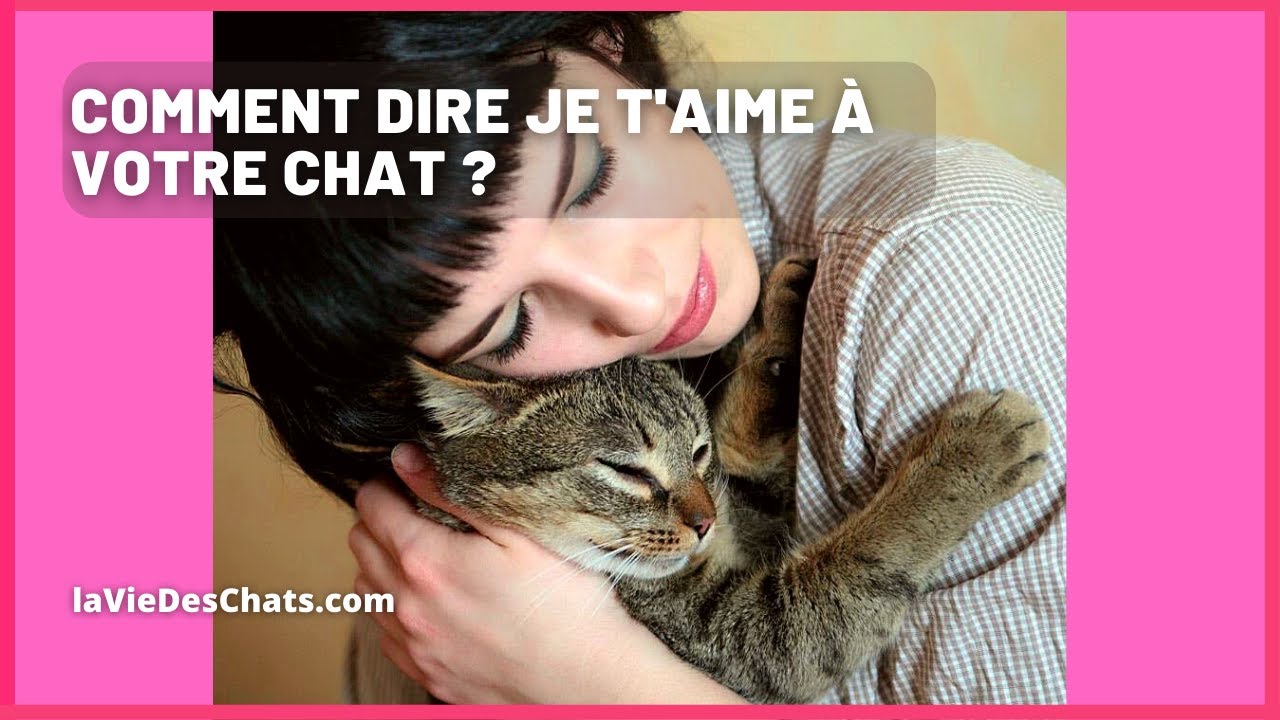 COMMENT DIRE JE T'AIME À VOTRE CHAT ? 🐱♡💕😘