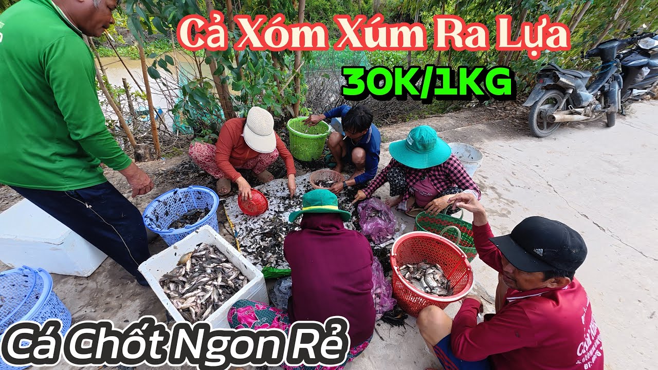 Hồi Hộp Kéo LƯới Dính Ổ Cá Chốt | Cả Xóm Vui mừng ra Lựa Mỏi Tay. 