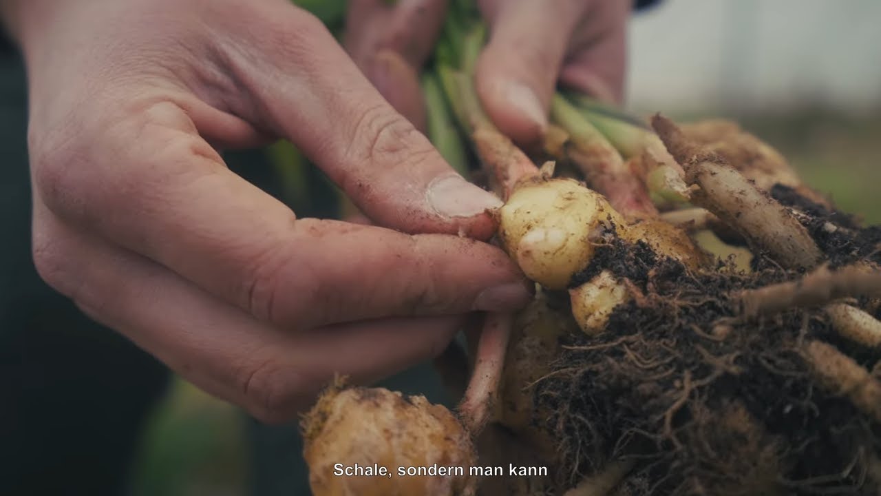 Ingwer aus Hessen? | Erzeugerfilm Hofgut Dagobertshausen (Marburg)